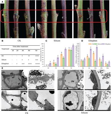 Silicon inhibits gummosis by promoting polyamine synthesis and repressing ethylene biosynthesis in peach